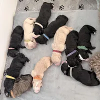 Dolly (Orange collar), a female Bernedoodle for sale in Bardstown, KY – Photo 7 of 8