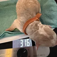 Dolly (Orange collar), a female Bernedoodle for sale in Bardstown, KY – Photo 4 of 8