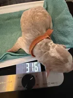 Dolly (Orange collar), a female Bernedoodle for sale in Bardstown, KY – Photo 4 of 8