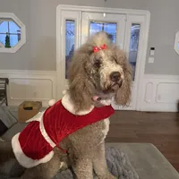 Dolly (Orange collar), a female Bernedoodle for sale in Bardstown, KY – Photo 8 of 8