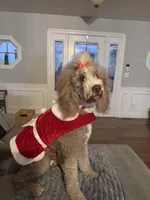 Dolly (Orange collar), a female Bernedoodle for sale in Bardstown, KY – Photo 8 of 8
