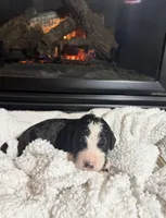 Ruger (Gray collar), a male Bernedoodle for sale in Bardstown, KY – Photo 2 of 8