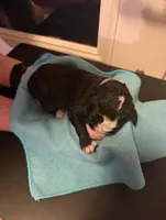 Gray, a male Bernedoodle for sale in Bardstown, KY – Photo 1 of 6