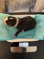 Gray, a male Bernedoodle for sale in Bardstown, KY – Photo 2 of 6