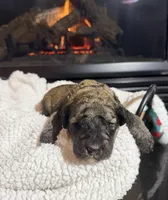 Brutus (Brown Collar), a male Bernedoodle for sale in Bardstown, KY – Photo 1 of 6