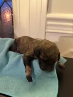 Brown, a male Bernedoodle for sale in Bardstown, KY – Photo 2 of 6