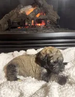 Brutus (Brown Collar), a male Bernedoodle for sale in Bardstown, KY – Photo 3 of 6
