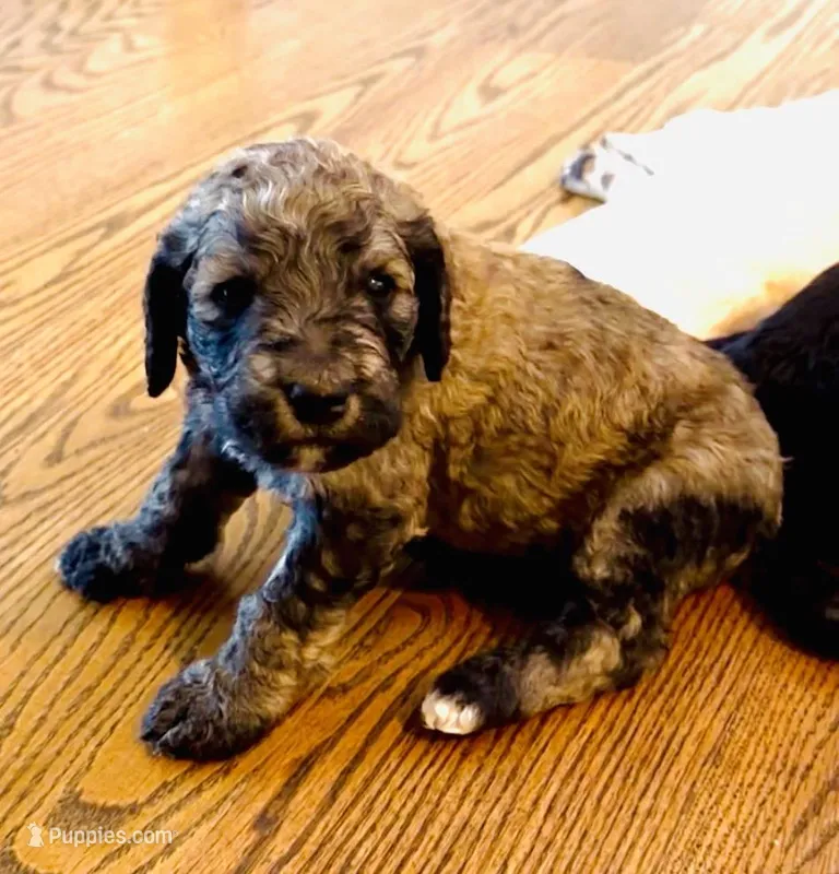 Brutus (Brown Collar)