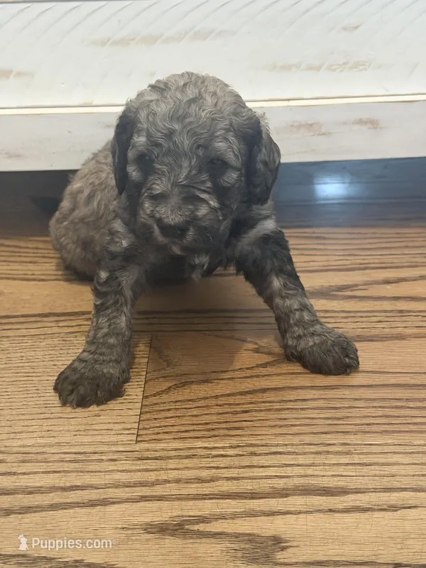 Brutus (Brown Collar)