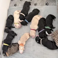 Brown, a male Bernedoodle for sale in Bardstown, KY – Photo 5 of 6