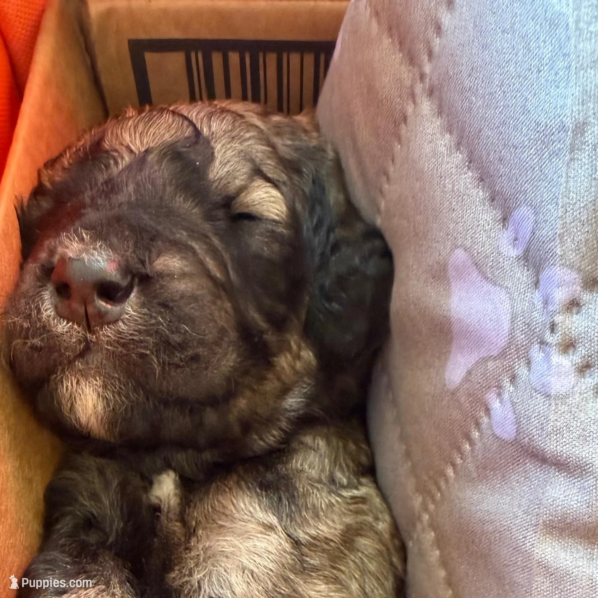 Brutus (Brown Collar), a male Bernedoodle for sale in Bardstown, KY – Photo 2 of 6
