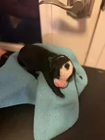 Green, a male Bernedoodle for sale in Bardstown, KY – Photo 2 of 7