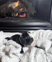 Moo Shu (Green collar), a male Bernedoodle for sale in Bardstown, KY – Photo 2 of 7