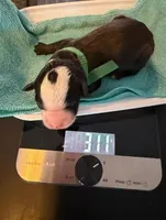 Green, a male Bernedoodle for sale in Bardstown, KY – Photo 3 of 7