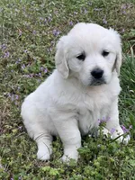 nana, a female Golden Retriever for sale in Royston, GA – Photo 2 of 3