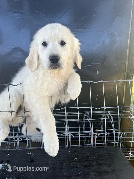 nana, a female Golden Retriever for sale in Royston, GA – Photo 1 of 2