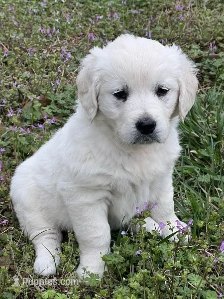 nana – Golden Retriever puppy for sale in Royston, GA