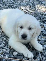 rambo, a male Golden Retriever for sale in Royston, GA – Photo 2 of 3