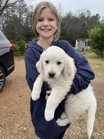 rambo, a male Golden Retriever for sale in Royston, GA – Photo 2 of 3