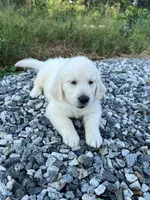 rambo, a male Golden Retriever for sale in Royston, GA – Photo 3 of 3