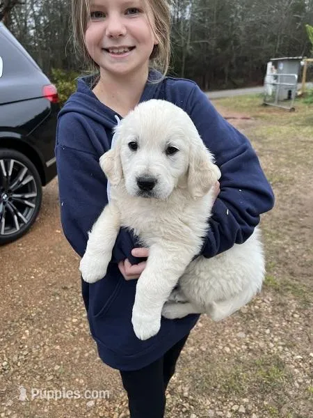 rambo – Golden Retriever puppy for sale in Royston, GA