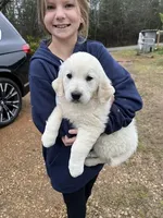 rambo, a male Golden Retriever for sale in Royston, GA – Photo 1 of 3