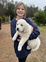 rambo, a male Golden Retriever for sale in Royston, GA – Photo 3 of 3
