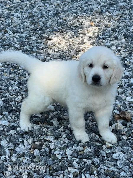 rambo – Golden Retriever puppy for sale in Royston, GA