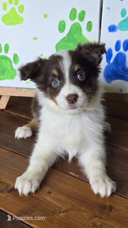 Hearts – Australian Shepherd puppy for sale in Tifton, GA