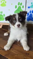 Hearts, a female Australian Shepherd for sale in Tifton, GA – 2 of 4