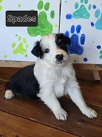 Spades, a male Australian Shepherd for sale in Tifton, GA – 1 of 4