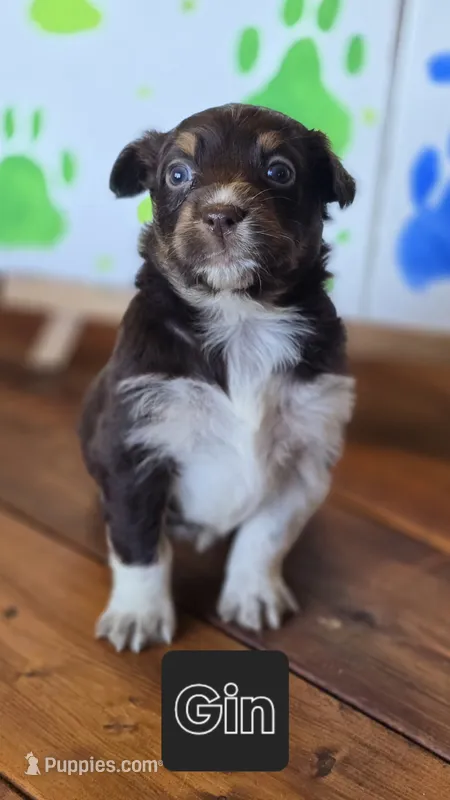 Gin – Australian Shepherd puppy for sale in Tifton, GA