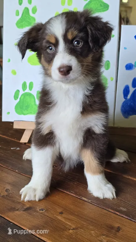 Solitaire  – Australian Shepherd puppy for sale in Tifton, GA