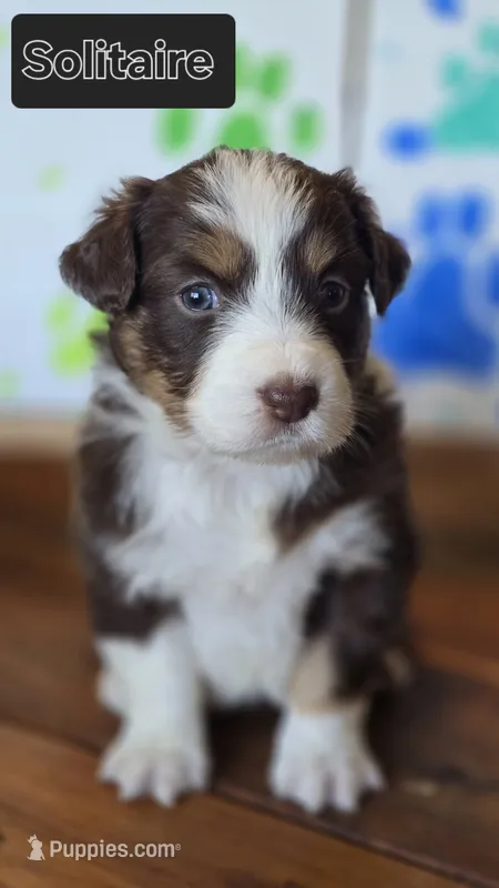 Solitaire  – Australian Shepherd puppy for sale in Tifton, GA