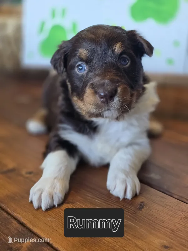 Rummy – Australian Shepherd puppy for sale in Tifton, GA