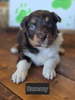 Rummy, a male Australian Shepherd for sale in Tifton, GA – 1 of 4