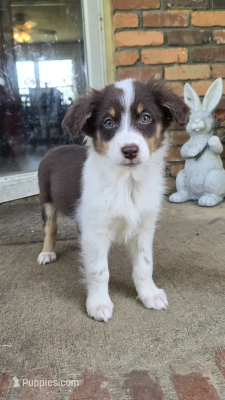 Hearts – Australian Shepherd puppy for sale in Tifton, GA