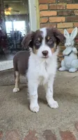 Hearts, a female Australian Shepherd for sale in Tifton, GA – 1 of 4