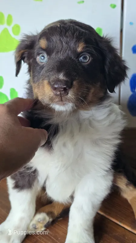 Rummy – Australian Shepherd puppy for sale in Tifton, GA
