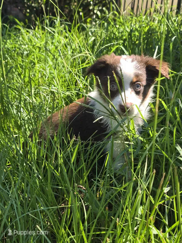 Tonk – Australian Shepherd puppy for sale in Tifton, GA