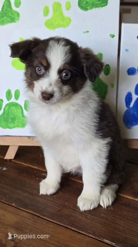 Tonk – Australian Shepherd puppy for sale in Tifton, GA