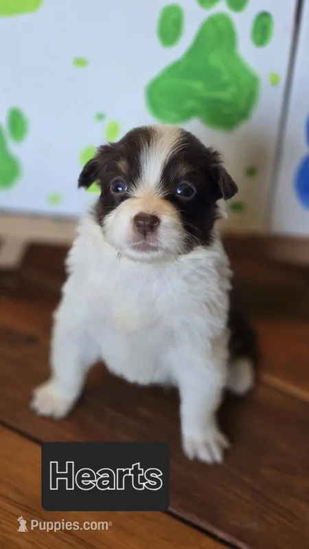 Hearts, a female Australian Shepherd for sale in Tifton, GA – 1 of 2