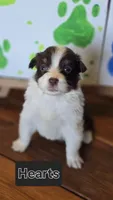 Hearts, a female Australian Shepherd for sale in Tifton, GA – 1 of 2