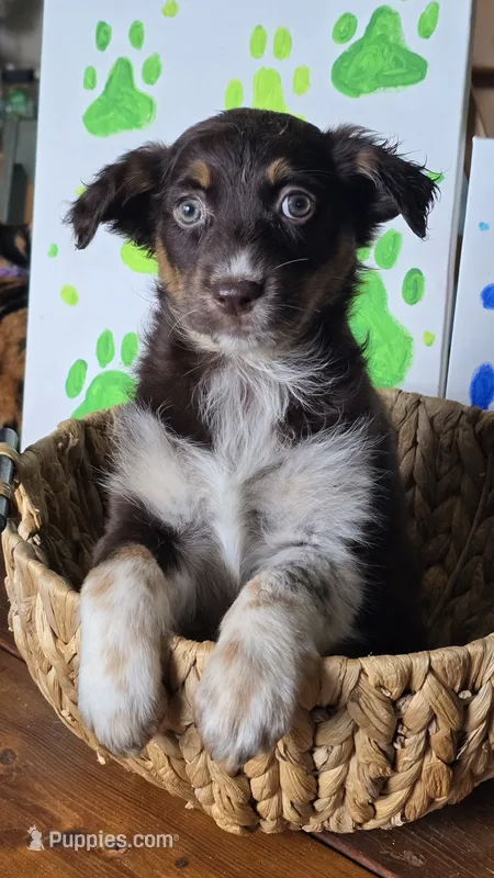 Gin – Australian Shepherd puppy for sale in Tifton, GA