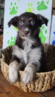 Gin, a female Australian Shepherd for sale in Tifton, GA – 1 of 4
