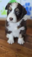 Solitaire , a female Australian Shepherd for sale in Tifton, GA – 3 of 5