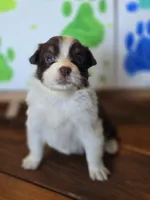 Hearts, a female Australian Shepherd for sale in Tifton, GA – 2 of 2