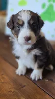 Solitaire , a female Australian Shepherd for sale in Tifton, GA – 4 of 5