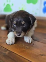 Rummy, a male Australian Shepherd for sale in Tifton, GA – 4 of 4