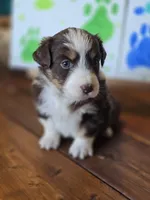 Solitaire , a female Australian Shepherd for sale in Tifton, GA – 5 of 5
